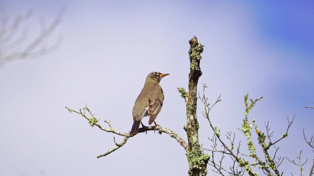 Treetop Robin Song - Sunny Winter Setting, Bird Sounds