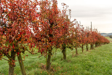 Apple trees in a row in an autumn orchard in Stuttgart, Germany