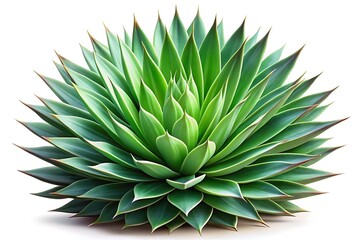 Agave Plant with Lush Green Leaves and Prickly Tips, Isolated on White Background