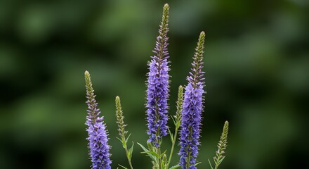 Purple Flower Spikes Blooming in Garden with Blurred Green Background