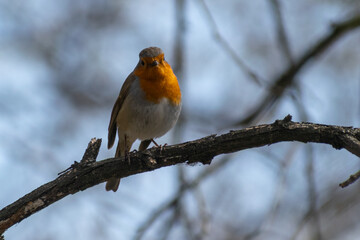 robin perched on a branch