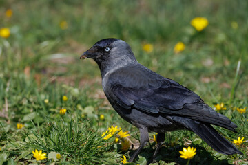 A Western jackdaw stands on the green grass with yellow flowers and holds a fly in its beak on a sunny spring day.	