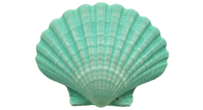 Isolated Green Seashell