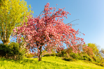 Blooming sakura in spring in Montmartre, Paris, France