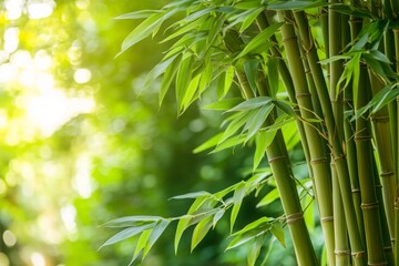 Green bamboo tree with copy space.