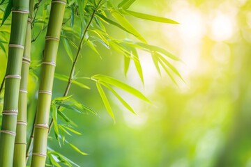 Green bamboo tree with copy space.