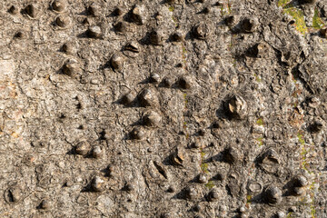 Thorns on the bark of floss silk tree Ceiba speciosa