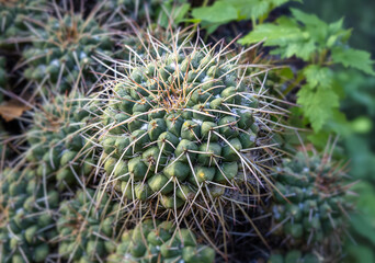 Mammillaria compressa mother of hundreds