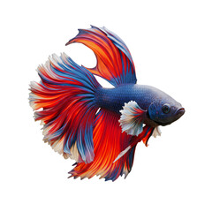 Obraz premium Vibrant Betta Fish displaying vivid colors isolated against a clear backdrop