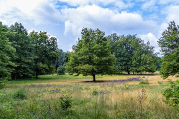 Meadow with trees on a sunny day and a lonely standing oak