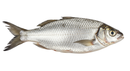 Isolated silver fish with scales and fins on a black background in a horizontal orientation