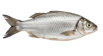 A single silver fish is displayed on a black background in a clear and simple composition style