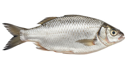 A single silver fish with scales and fins lying horizontally against a black background image display