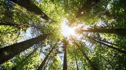 Obraz premium A forest with trees in the middle of the sky