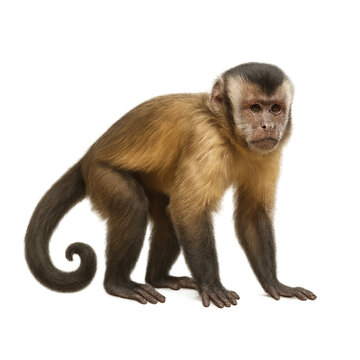 hyper-realistic high-resolution PNG image of a single Macaco-prego, fully visible and isolated on a transparent background. The image must be 2000x2000 pixels and rendered at 100 megapixels. 