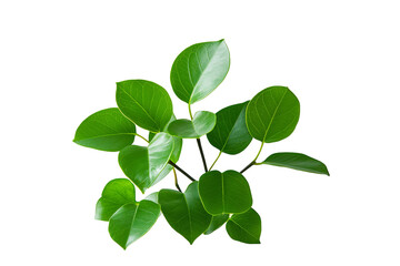 Vivid green leaves with rounded shapes against a stark transparent background, capturing the plant's lush texture