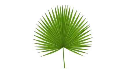 A single green palm leaf with radiating segments isolated against a black background in a studio shot