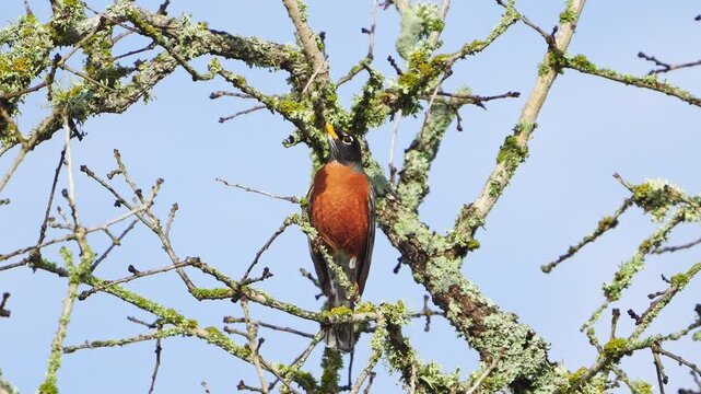 Close-Up: Robin Drinking Dewdrops - Lichen on Oak tree
