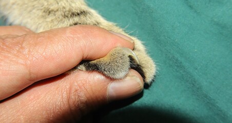 Veterinarian gently presses a cat 's paw to reveal its hidden claws, showcasing their retractable nature like daggers — a perfect educational and emotional moment. Pet vet. Cat claw. © Dr.MYM