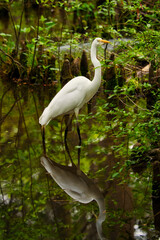 A great egret in a low country swamp with reflections.