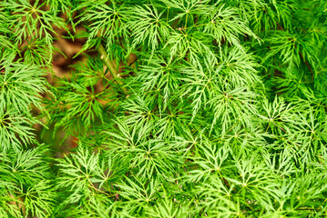 Close up of a green lace leaf Japanese maple tree.