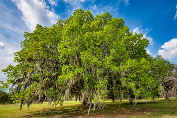 A beautiful oak tree with a cloudy blue sky in the springtime.