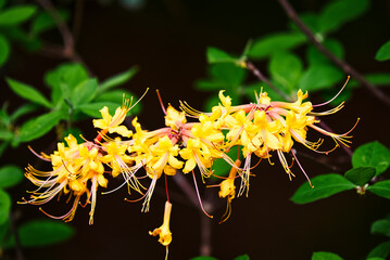 Beautiful blooms of an orange azalea with a dark background.