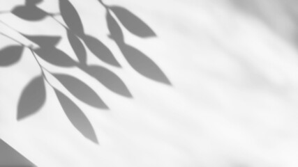 shadow overlay effects of realistic branch leaf shadow with light blur on transparent background,Summer sunlight and shadow overlay effect © Cool-Hunter