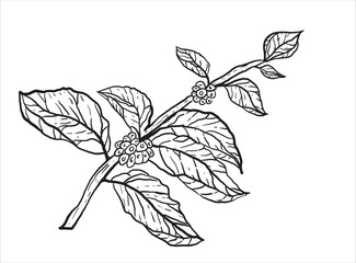 Detailed monochrome illustration of a coffee plant branch with leaves