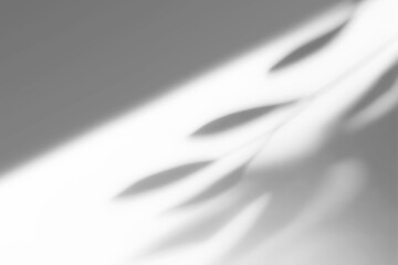 shadow overlay effects of realistic window and tree branch shadow with light blur on transparent background,Summer sunlight and shadow overlay effect