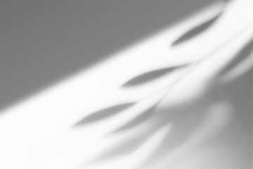 shadow overlay effects of realistic window and tree branch shadow with light blur on transparent background,Summer sunlight and shadow overlay effect