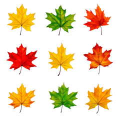 Fototapeta premium Colorful Autumn Leaves Arranged on Transparent Background Illustration