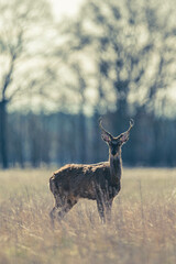 Sikahirsche in Brandenburg