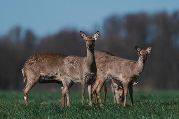 Sikahirsche in Brandenburg