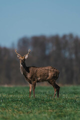 Sikahirsche in Brandenburg