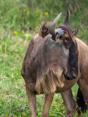 Fototapeta premium Blue wildebeest (Connochaetes taurinus) in the Ngorongoro Crater.