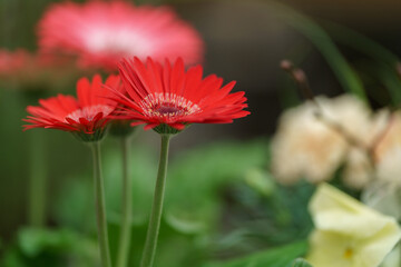 Beautiful spring flowers on a defocused background