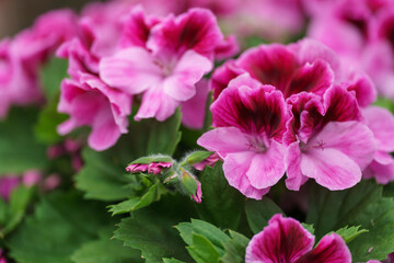 Beautiful spring flowers on a defocused background