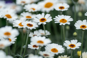 Beautiful spring flowers on a defocused background