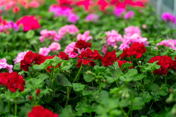 Beautiful spring flowers on a defocused background