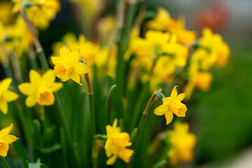 Beautiful spring flowers on a defocused background