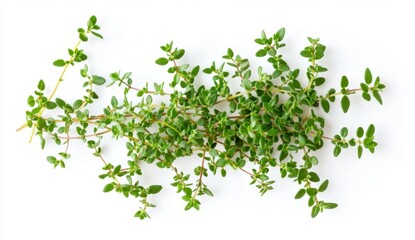 Obraz premium Fresh Green Thyme Herb on White Background for Culinary Use