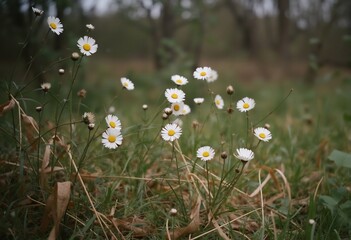Dancing Daisies: A delicate dance of daisies sways gracefully in a sun-kissed meadow, petals like soft whispers against a backdrop of lush green.