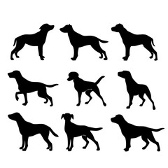 Labrador Retriever Dog collection silhouette black vector on white background. labrador retriever dog silhouette in different positions isolated on white background. 