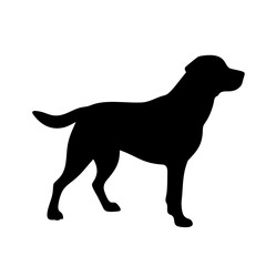 Labrador Retriever Dog collection silhouette black vector on white background. labrador retriever dog silhouette in different positions isolated on white background. 