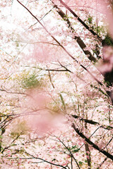 A serene view of blossoming sakura trees in springtime