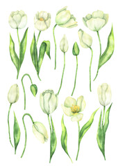 Watercolor set of white tulips