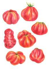 Watercolor set of tomatoes