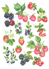 Watercolor set of wild berries