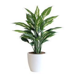 Dieffenbachia plant in a white pot
